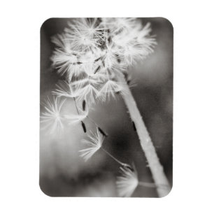 Sending Out Wishes Magnet