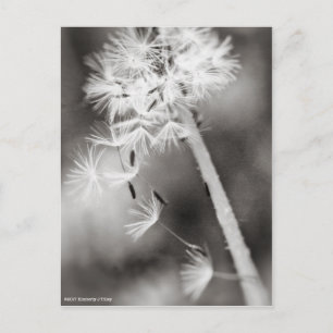 Sending Out Wishes Postcard