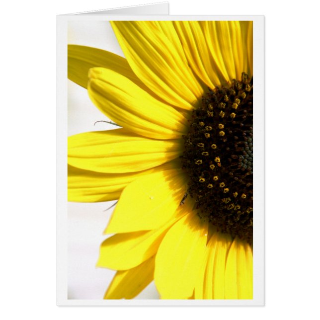 Sending some sunshine (Front)