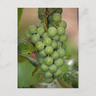 Seneca Grapes Postcard