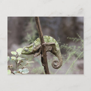 Senegal chameleon, Chamaeleo senegalensis Postcard