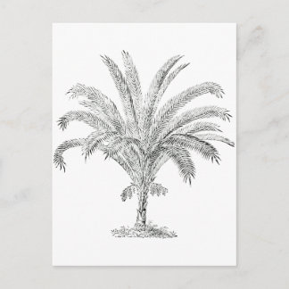 Senegal Date Palm Postcard
