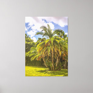 Senegal Date Palm Stretched Canvas Print