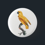 Senegal Parrot 3 Cm Round Badge<br><div class="desc">Senegal Parrot from Natural History of Parrots (1801—1805) by Francois Levaillant.</div>