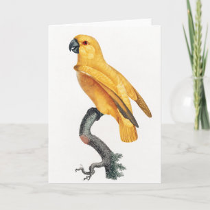 Senegal Parrot Card