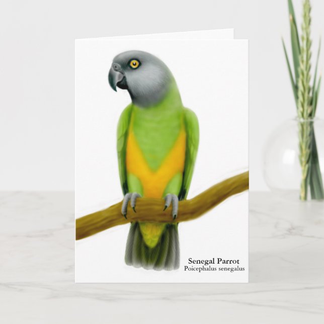 Senegal Parrot Greeting Card (Front)