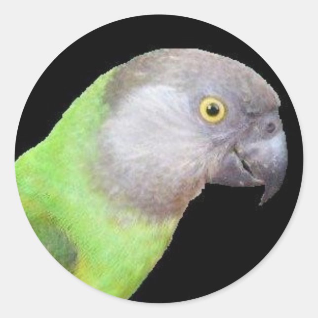SENEGAL PARROT HEAD CLASSIC ROUND STICKER (Front)