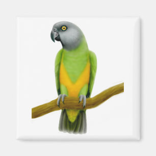 Senegal Parrot Magnet