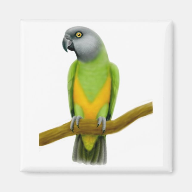Senegal Parrot Magnet (Front)