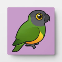 Senegal Parrot