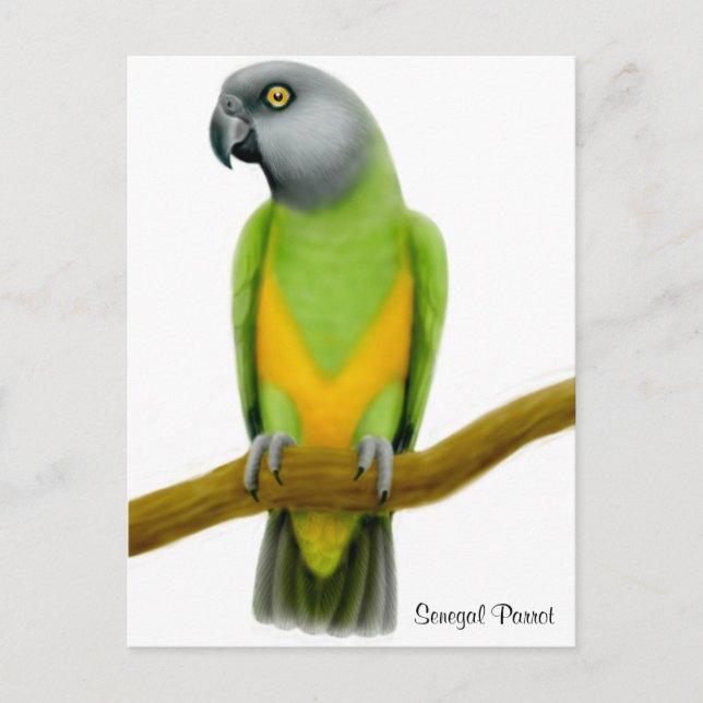 Senegal Parrot Postcard (Front)