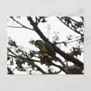 Senegal Parrot Postcard