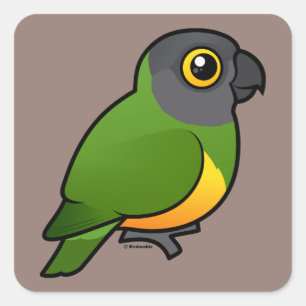Senegal Parrot Square Sticker