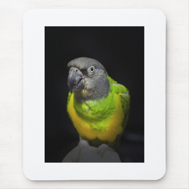 Senegal Parrot staring Teecoo Mouse Mat (Front)