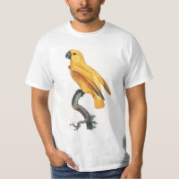 Senegal Parrot