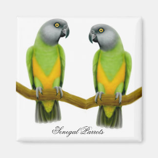 Senegal Parrots Magnet