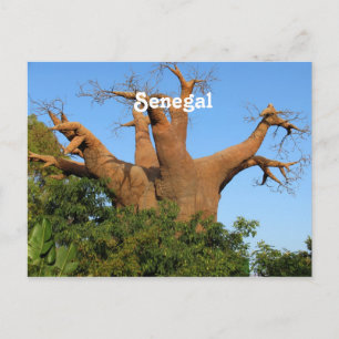 Senegal Postcard