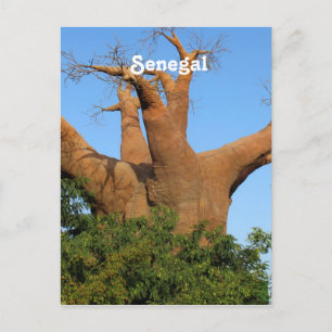 Senegal Postcard
