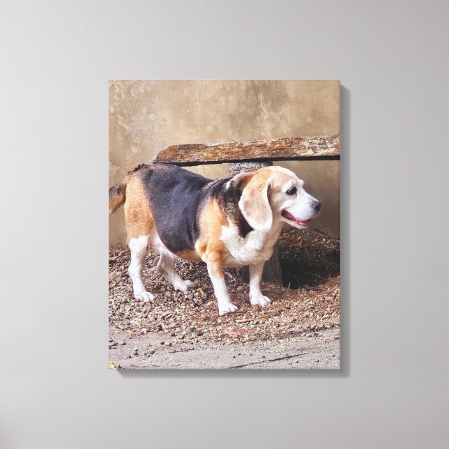Senior pet Beagle, Daisy Elizabeth taking a walk Canvas Print (Front)