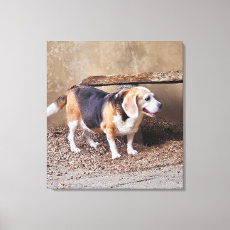 Senior pet Beagle, Daisy Elizabeth taking a walk Canvas Print