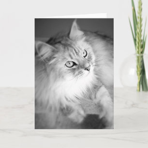 Sensational Siberian Blank Card