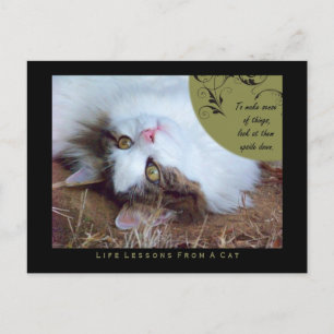 Sense Life Lessons From A Cat Postcard