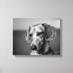 Sensitive Dachshund Canvas Print