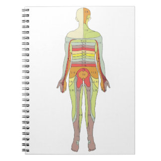 Sensory Dermatomes Neurology Notebook