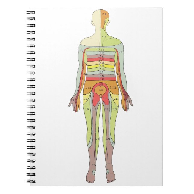 Sensory Dermatomes Neurology Notebook (Front)