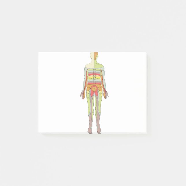 Sensory Dermatomes Neurology Post-it Notes (Front)