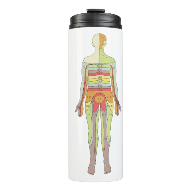 Sensory Dermatomes Neurology Thermal Tumbler (Front)