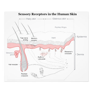 Sensory Receptors in the Human Skin Diagram Photo Print
