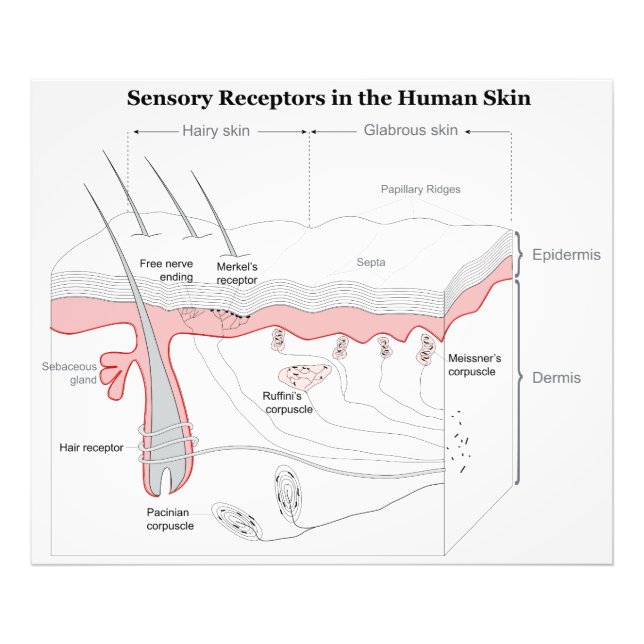 Sensory Receptors in the Human Skin Diagram Photo Print (Front)