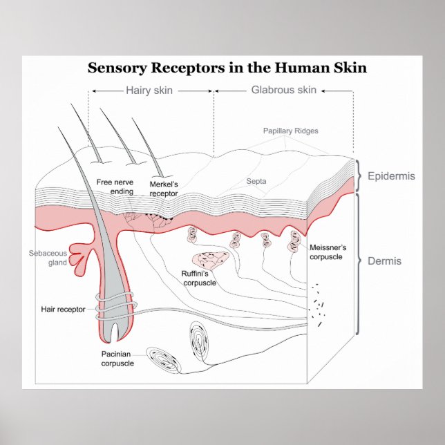 Sensory Receptors in the Human Skin Diagram Poster (Front)