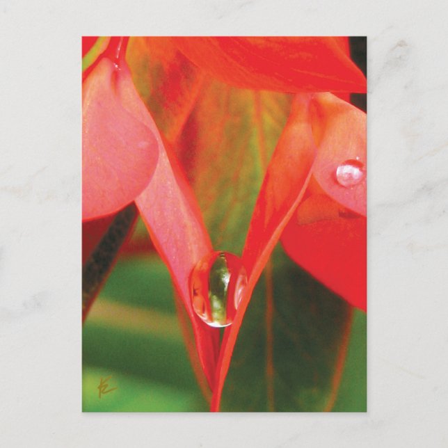 Sensual Red Flower With Dew Postcard (Front)