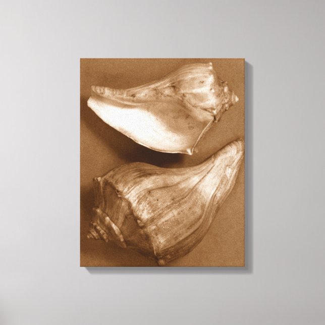 Sensual Shells Canvas Print (Front)