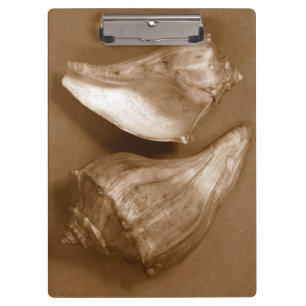 Sensual Shells Clipboard