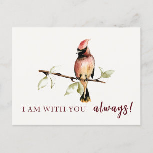 Sentimental I Am With You Always Red Cardinal Postcard