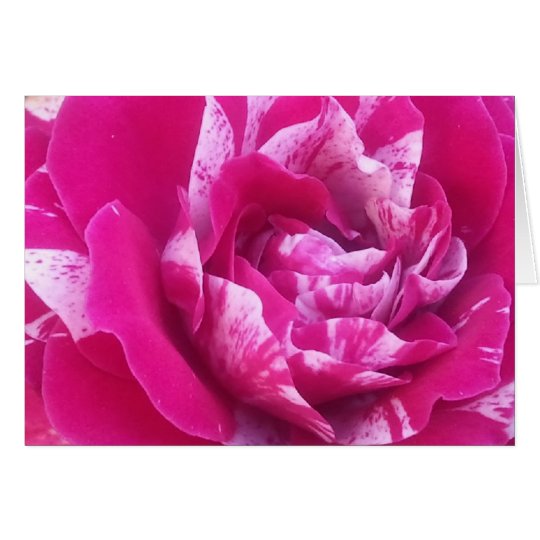 Sentimental rose card