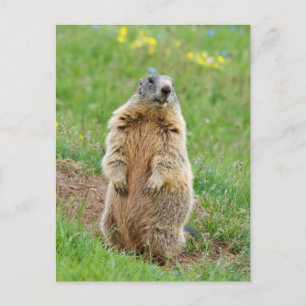 Sentinel marmot postcard