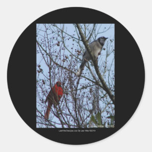 Sentinels Blue Jay and Cardinal by Lee Hiller Classic Round Sticker