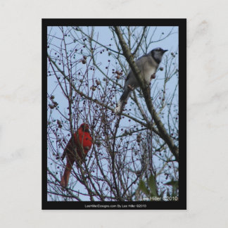 Sentinels Blue Jay and Cardinal by Lee Hiller Postcard