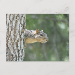 "Sentry" Squirrel Postcard