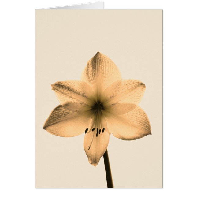 sepia amaryllis (Front)