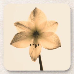 sepia amaryllis coaster