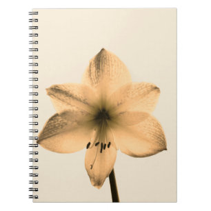 sepia amaryllis notebook