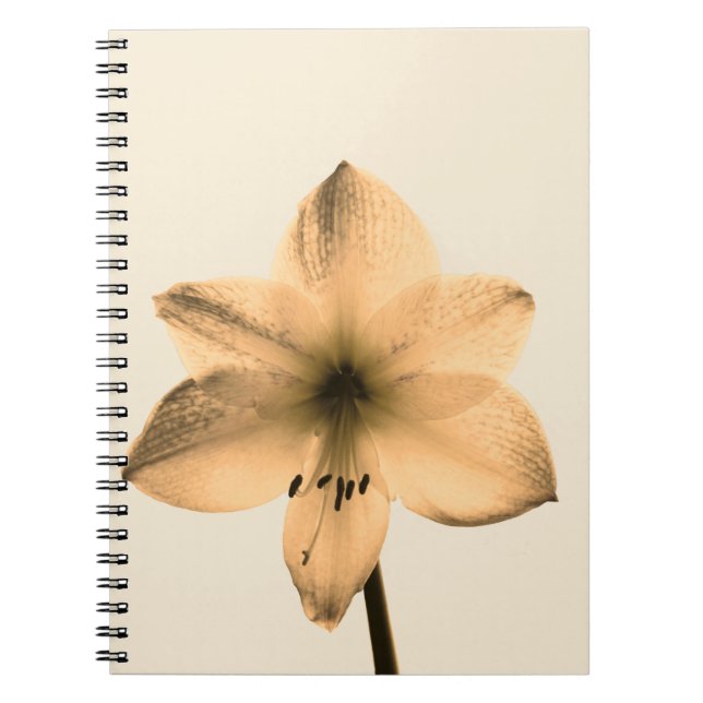 sepia amaryllis notebook (Front)