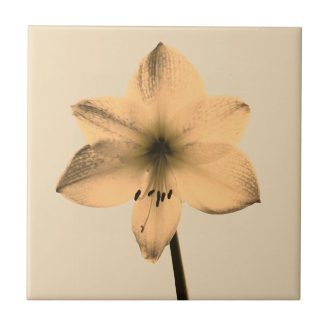 sepia amaryllis tile (Front)