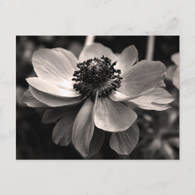 Sepia Anemone Floral Photography Postcard (Front)