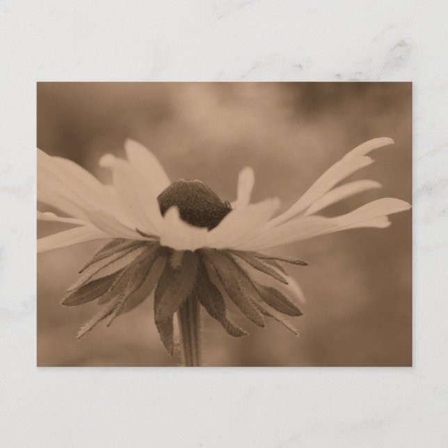 Sepia Black Eyed Susan Flower Photo Postcard (Front)